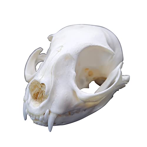 Amazon.com: 1PCS Taxidermy Real Bone Cat Skull, Animal Bones Real